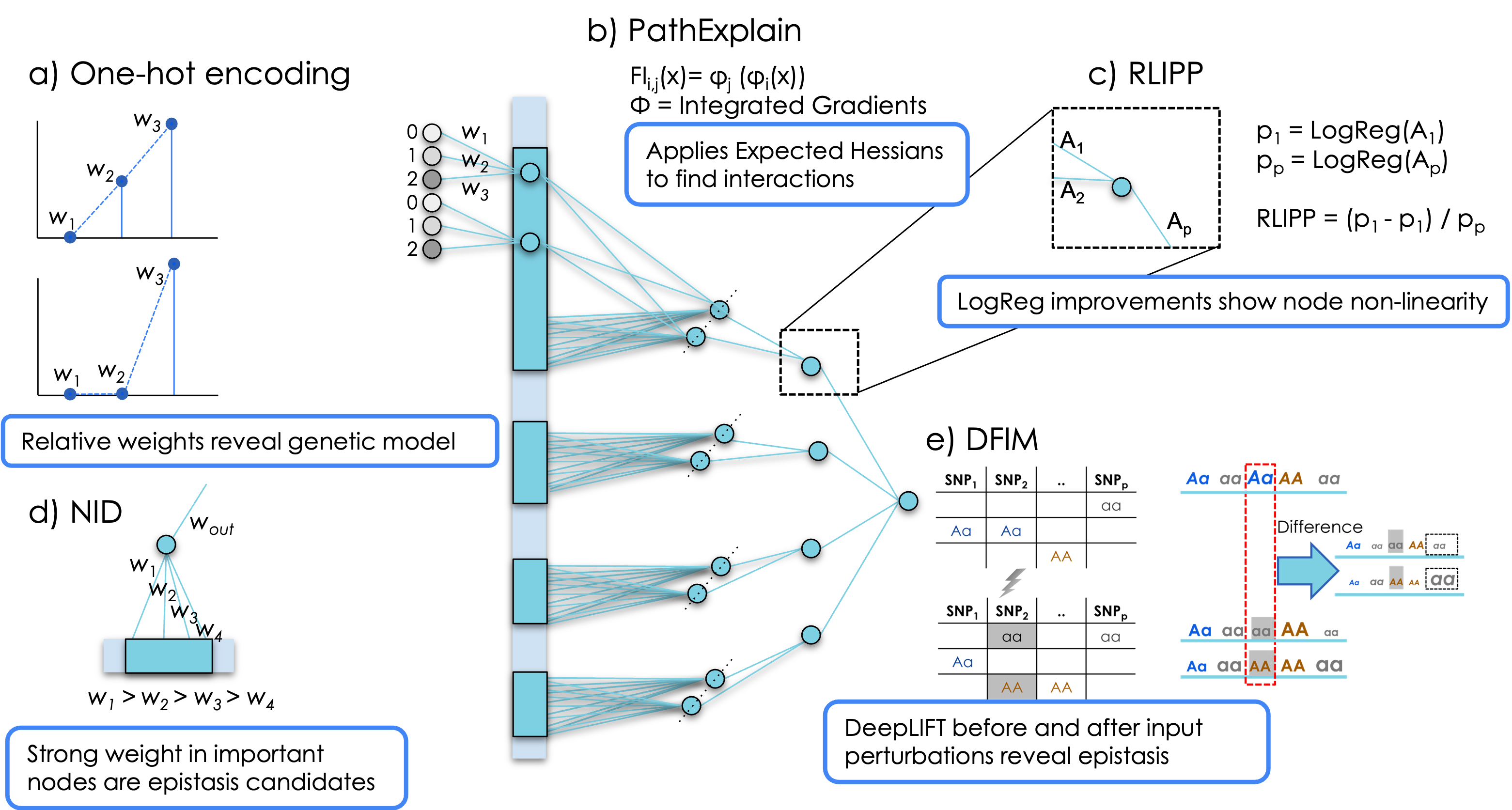 Visible neural networks for genetic interactions